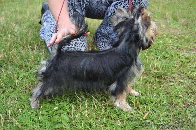 щенки йоркширского терьера, перспективные для выставок, 5 месяцев - <ro>Изображение</ro><ru>Изображение</ru> #5, <ru>Объявление</ru> #336074