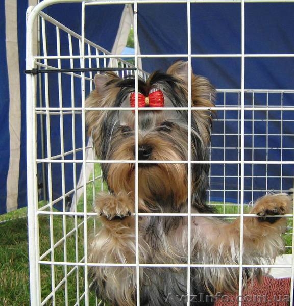 щенки йоркширского терьера, перспективные для выставок, 5 месяцев - <ro>Изображение</ro><ru>Изображение</ru> #1, <ru>Объявление</ru> #336074