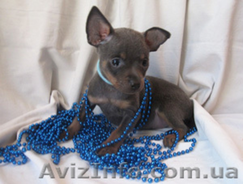 Продаются щенки той-терьера разных окрасов. - <ro>Изображение</ro><ru>Изображение</ru> #2, <ru>Объявление</ru> #325667