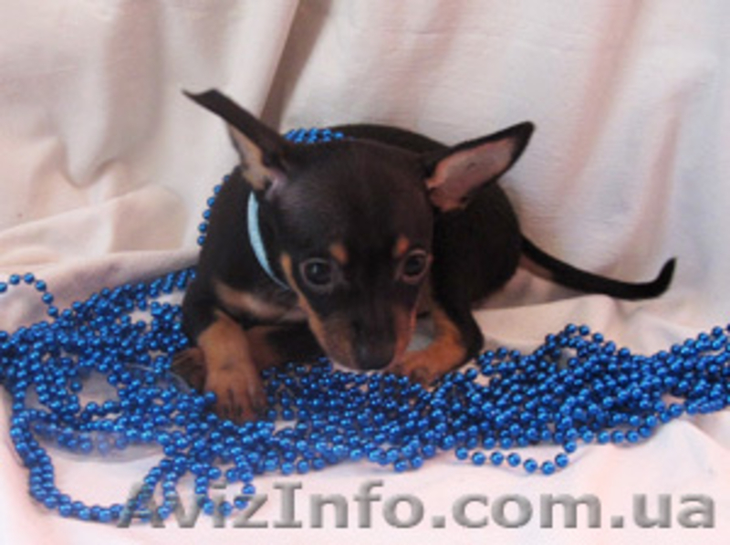 Продаются щенки той-терьера разных окрасов. - <ro>Изображение</ro><ru>Изображение</ru> #3, <ru>Объявление</ru> #325667