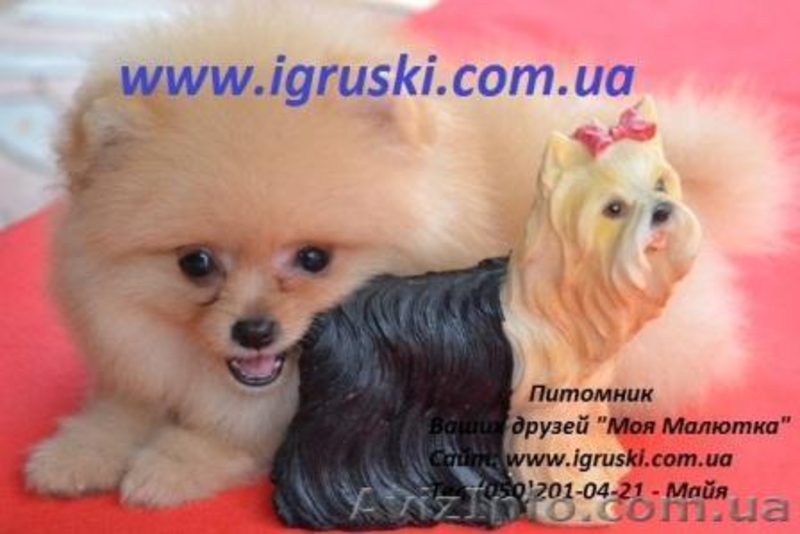 Щенки Померанского шпица шоу класса - <ro>Изображение</ro><ru>Изображение</ru> #2, <ru>Объявление</ru> #311733