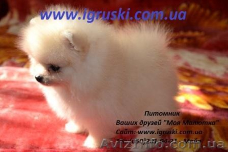 Щенки Померанского шпица шоу класса - <ro>Изображение</ro><ru>Изображение</ru> #1, <ru>Объявление</ru> #311733