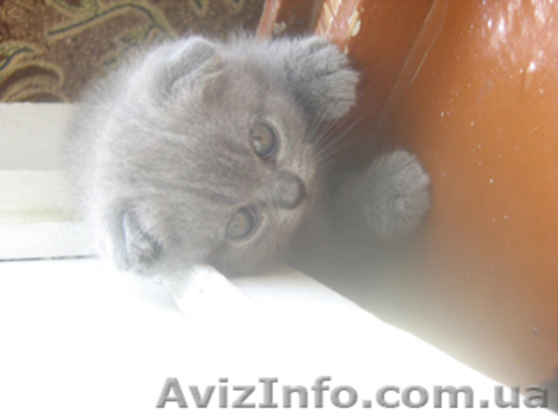 Продается шотландская вислоухая девочка голубого окраса - <ro>Изображение</ro><ru>Изображение</ru> #3, <ru>Объявление</ru> #329010