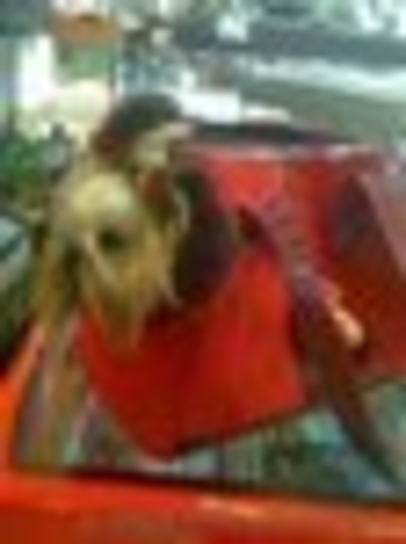 продам выставочных йорков.гарантия качества породы и здоровья.клубные - <ro>Изображение</ro><ru>Изображение</ru> #3, <ru>Объявление</ru> #320059