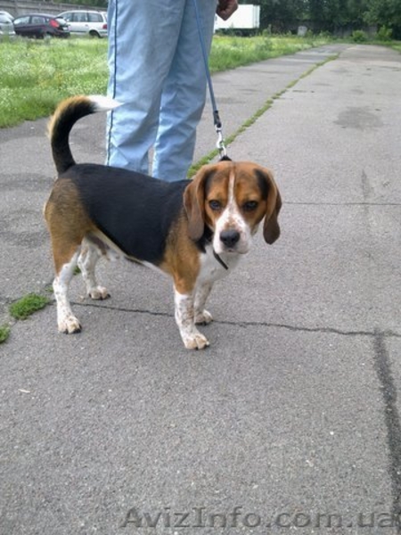 Щенки Бигля (алиментные) - <ro>Изображение</ro><ru>Изображение</ru> #3, <ru>Объявление</ru> #335286