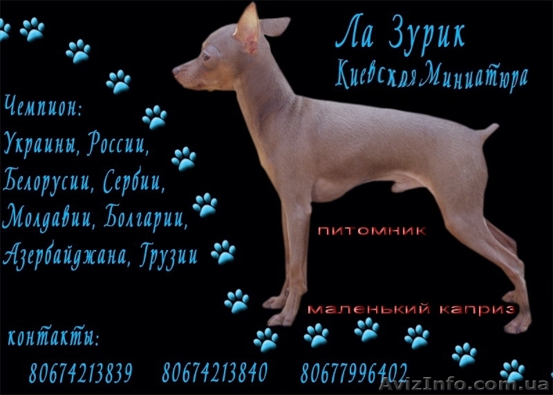 Продаются щенки той-терьера разных окрасов. - <ro>Изображение</ro><ru>Изображение</ru> #5, <ru>Объявление</ru> #325667