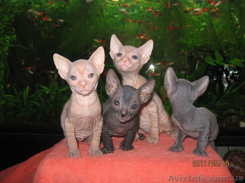 Шикарные  голые котята Донского Сфинкса в Киеве. - <ro>Изображение</ro><ru>Изображение</ru> #1, <ru>Объявление</ru> #362802