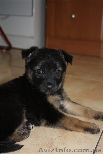 Добрый щенок 1,5 мес. - <ro>Изображение</ro><ru>Изображение</ru> #1, <ru>Объявление</ru> #363685