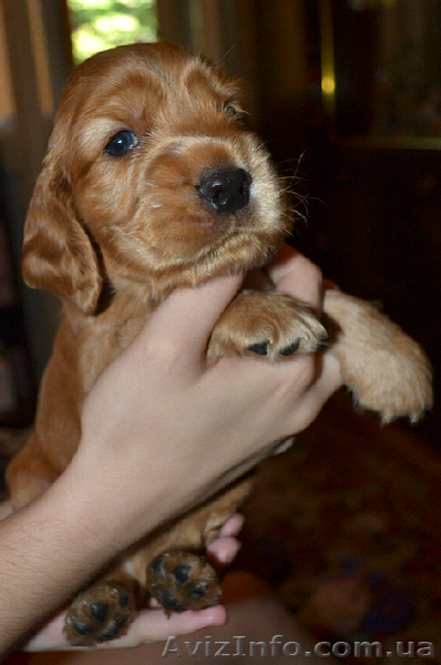 Продаются рыженькие щенки английского кокера-спаниеля! - <ro>Изображение</ro><ru>Изображение</ru> #3, <ru>Объявление</ru> #339236