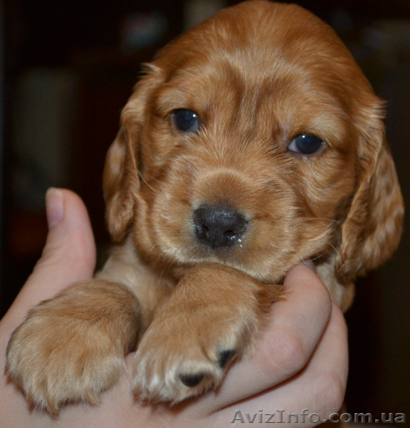 Продаются рыженькие щенки английского кокера-спаниеля! - <ro>Изображение</ro><ru>Изображение</ru> #5, <ru>Объявление</ru> #339236