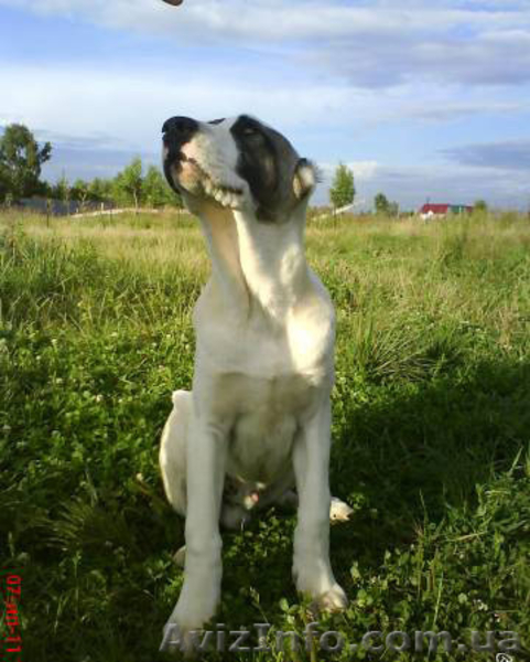 Щенки алабая от чемпиона АК-бай троян плюс - <ro>Изображение</ro><ru>Изображение</ru> #1, <ru>Объявление</ru> #346994