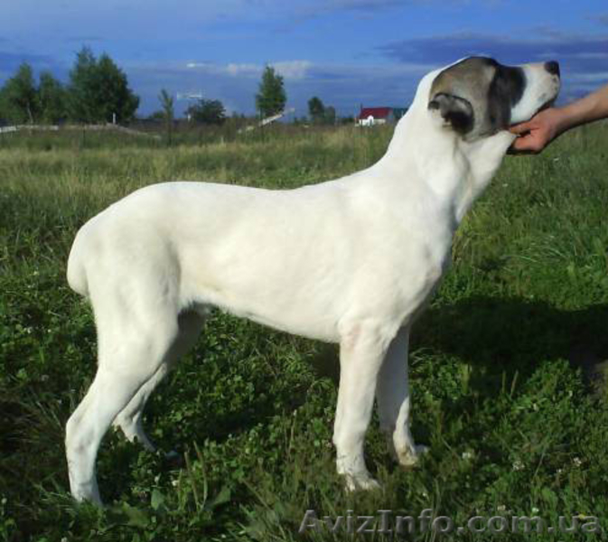 Щенки алабая от чемпиона АК-бай троян плюс - <ro>Изображение</ro><ru>Изображение</ru> #2, <ru>Объявление</ru> #346994