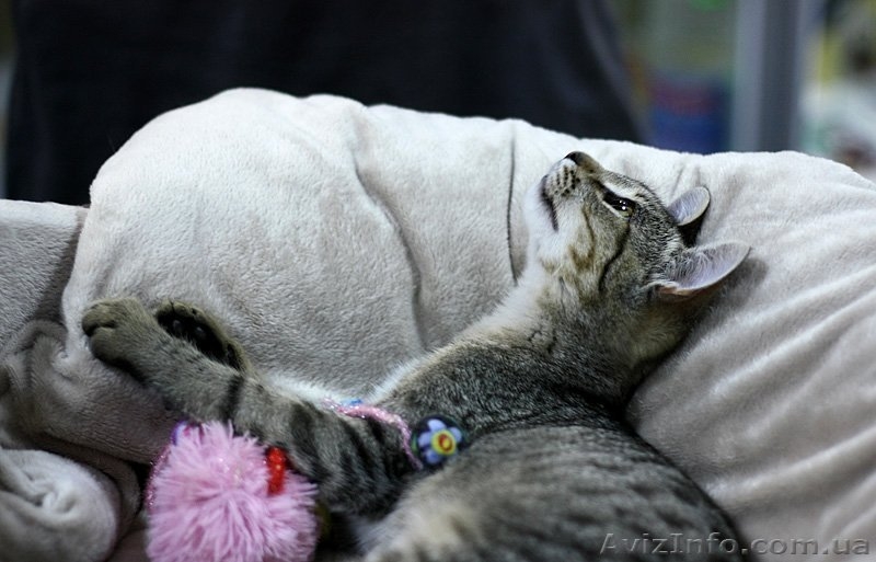 грациозный котенок-леопардик в добрые руки - <ro>Изображение</ro><ru>Изображение</ru> #3, <ru>Объявление</ru> #369370