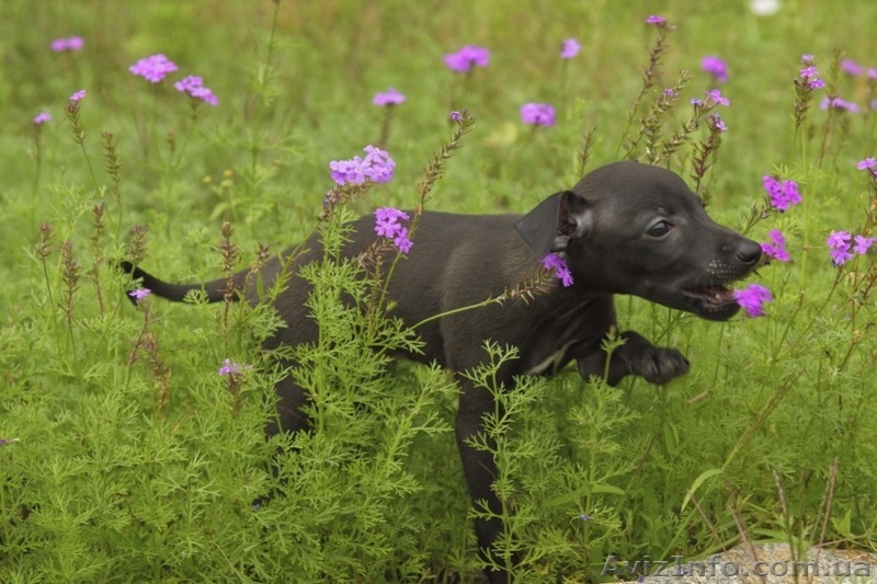 ПРОДАЕТСЯ ПЕРСПЕКТИВНЫЙ щенок левретки - <ro>Изображение</ro><ru>Изображение</ru> #7, <ru>Объявление</ru> #326669