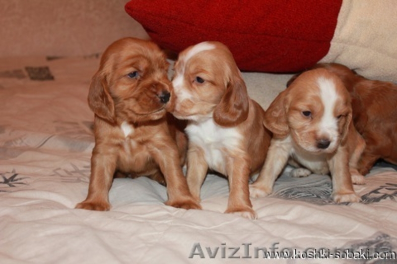Куплю щенка англ.коккер-спаниэля(чистокр.) мальч. рыжего до 1.5 мес. - <ro>Изображение</ro><ru>Изображение</ru> #2, <ru>Объявление</ru> #358934