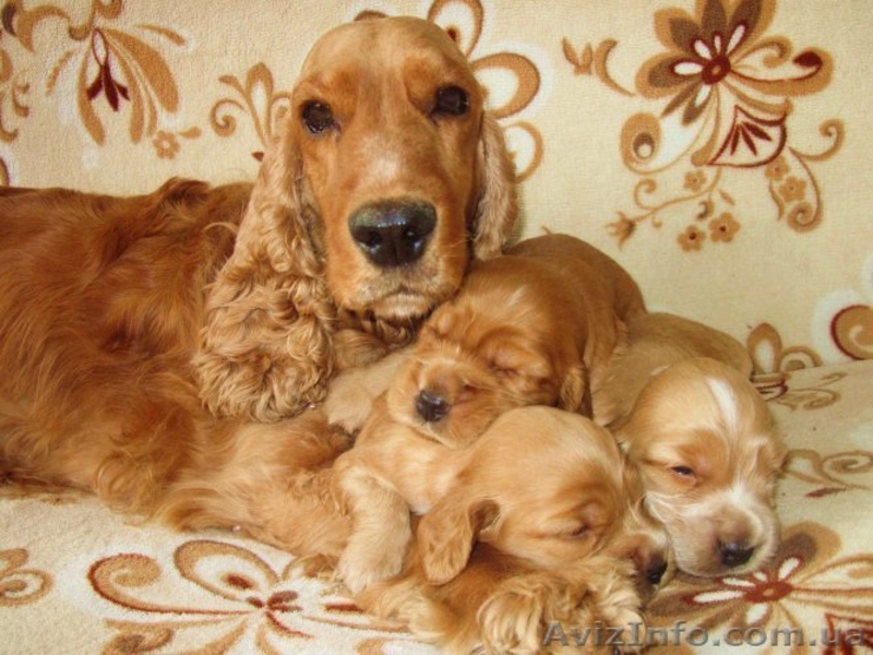 Куплю щенка англ.коккер-спаниэля(чистокр.) мальч. рыжего до 1.5 мес. - <ro>Изображение</ro><ru>Изображение</ru> #3, <ru>Объявление</ru> #358934