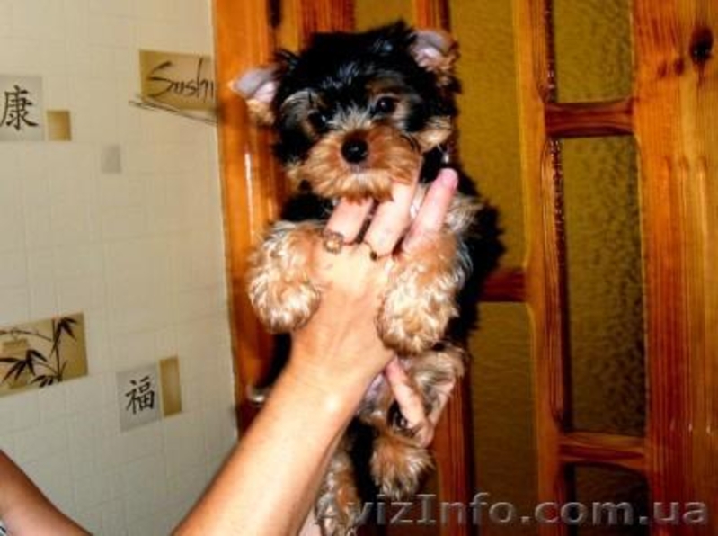 Высокопородный щенок Йорка - мальчик. - <ro>Изображение</ro><ru>Изображение</ru> #6, <ru>Объявление</ru> #365064
