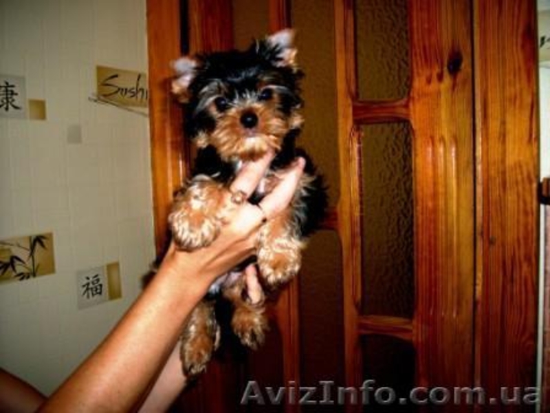 Высокопородный щенок Йорка - мальчик. - <ro>Изображение</ro><ru>Изображение</ru> #4, <ru>Объявление</ru> #365064