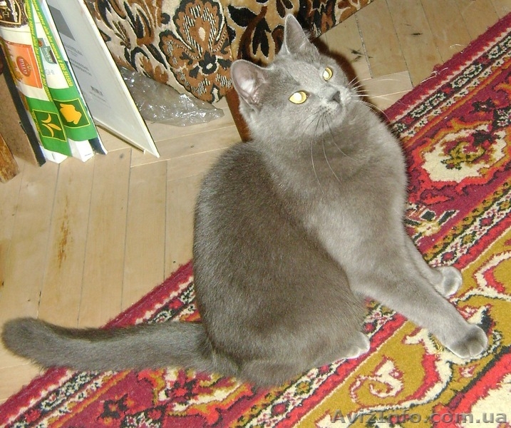 Срочно! Кошка ищет новых хозяев! - <ro>Изображение</ro><ru>Изображение</ru> #1, <ru>Объявление</ru> #349100