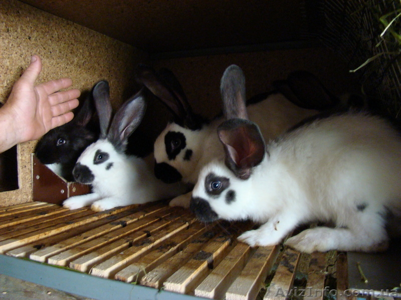  кролики,супер.розводятса в отличных условиях - <ro>Изображение</ro><ru>Изображение</ru> #3, <ru>Объявление</ru> #358539