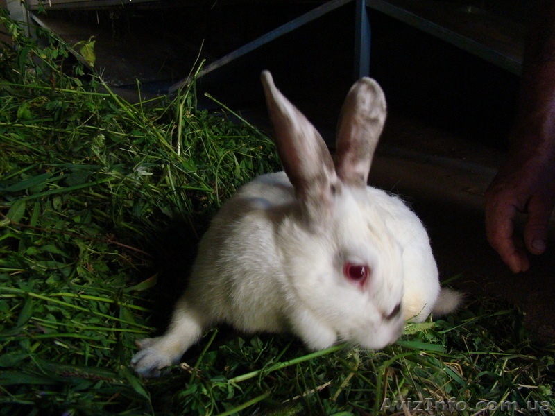  кролики,супер.розводятса в отличных условиях - <ro>Изображение</ro><ru>Изображение</ru> #2, <ru>Объявление</ru> #358539