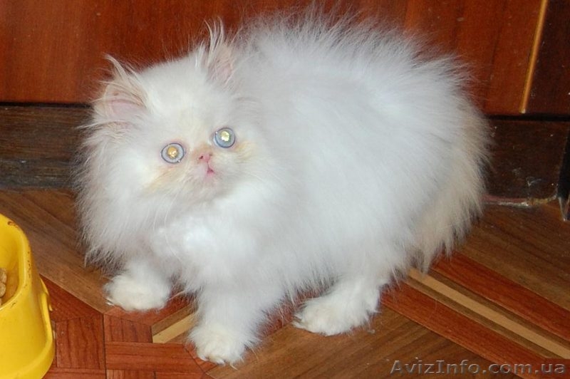 Котята персидские чистопородные     - <ro>Изображение</ro><ru>Изображение</ru> #1, <ru>Объявление</ru> #369096