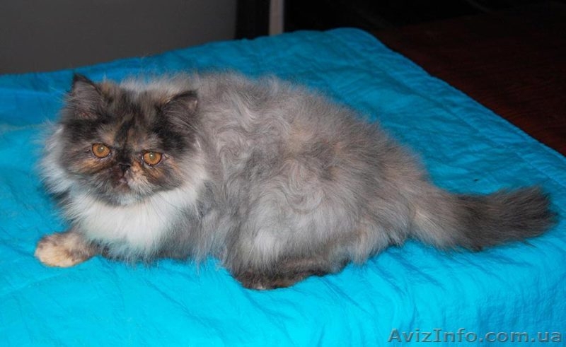 Котята персидские чистопородные     - <ro>Изображение</ro><ru>Изображение</ru> #3, <ru>Объявление</ru> #369096