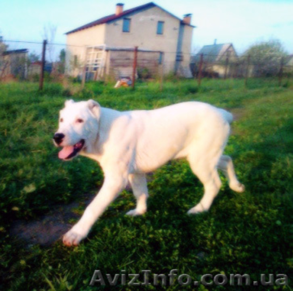 Щенки алабая от чемпиона АК-бай троян плюс - <ro>Изображение</ro><ru>Изображение</ru> #3, <ru>Объявление</ru> #346994