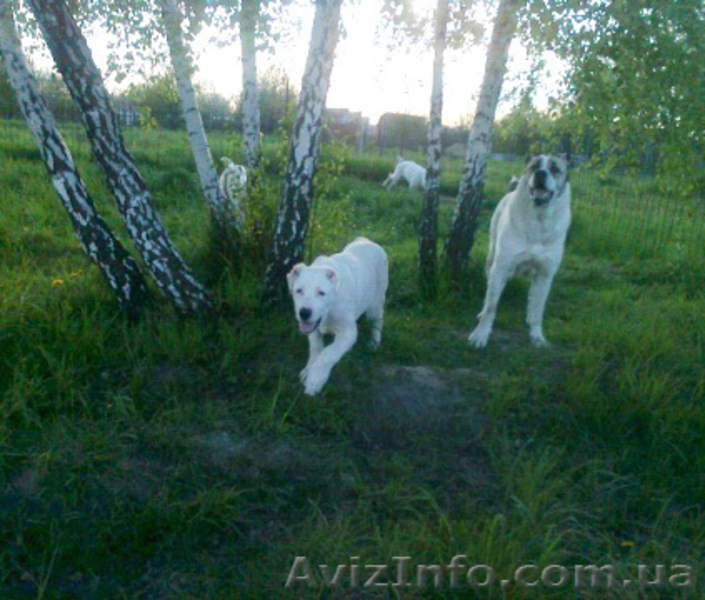 Щенки алабая от чемпиона АК-бай троян плюс - <ro>Изображение</ro><ru>Изображение</ru> #4, <ru>Объявление</ru> #346994