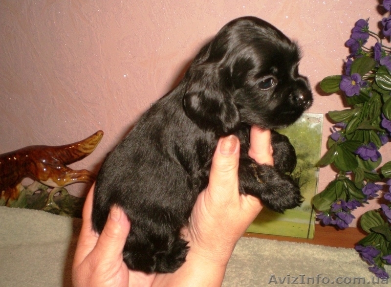 Американский кокер-спаниель - <ro>Изображение</ro><ru>Изображение</ru> #1, <ru>Объявление</ru> #341045