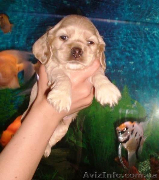 Американский кокер-спаниель - <ro>Изображение</ro><ru>Изображение</ru> #2, <ru>Объявление</ru> #341045