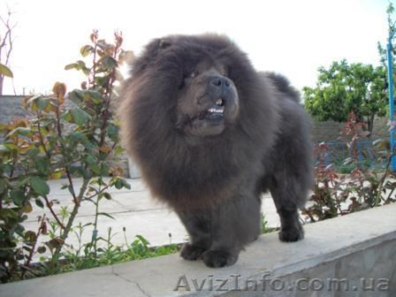 Щенки  Чау-Чау  от титулованных производителей. - <ro>Изображение</ro><ru>Изображение</ru> #1, <ru>Объявление</ru> #365067