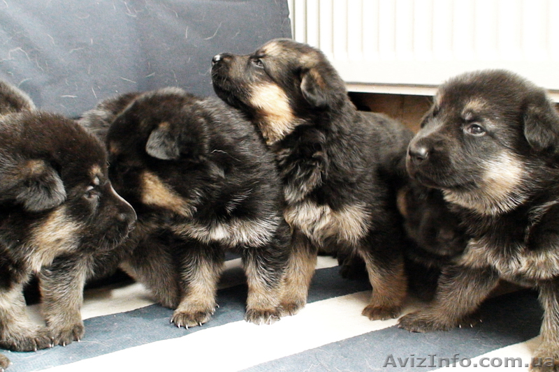 Щенки немецкой овчарки 1800UA - <ro>Изображение</ro><ru>Изображение</ru> #1, <ru>Объявление</ru> #348877