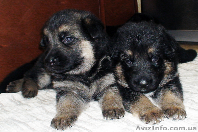Щенки немецкой овчарки 1800UA - <ro>Изображение</ro><ru>Изображение</ru> #2, <ru>Объявление</ru> #348877