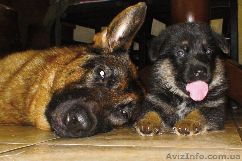 Щенки немецкой овчарки 1800UA - <ro>Изображение</ro><ru>Изображение</ru> #3, <ru>Объявление</ru> #348877