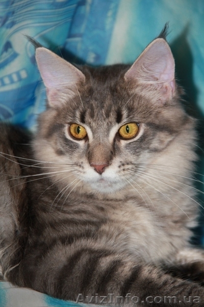 Котята самой крупной домашней кошки - мейн кун. - <ro>Изображение</ro><ru>Изображение</ru> #4, <ru>Объявление</ru> #351131