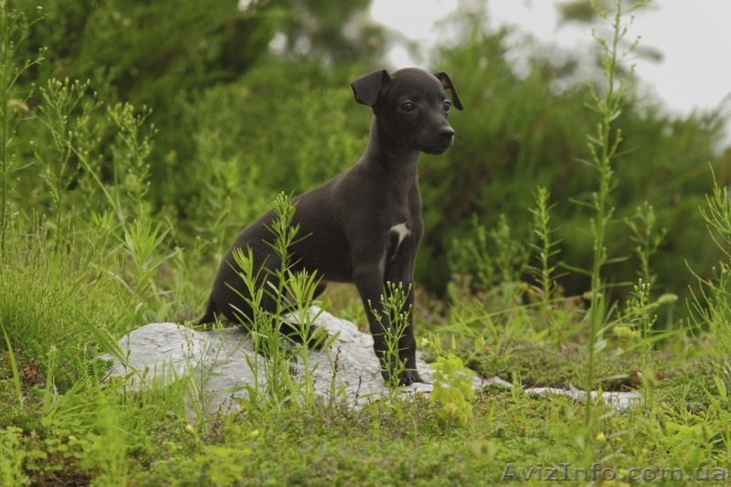 ПРОДАЕТСЯ ПЕРСПЕКТИВНЫЙ щенок левретки - <ro>Изображение</ro><ru>Изображение</ru> #8, <ru>Объявление</ru> #326669