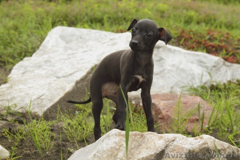 ПРОДАЕТСЯ ПЕРСПЕКТИВНЫЙ щенок левретки - <ro>Изображение</ro><ru>Изображение</ru> #9, <ru>Объявление</ru> #326669