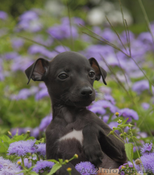 ПРОДАЕТСЯ ПЕРСПЕКТИВНЫЙ щенок левретки - <ro>Изображение</ro><ru>Изображение</ru> #5, <ru>Объявление</ru> #326669