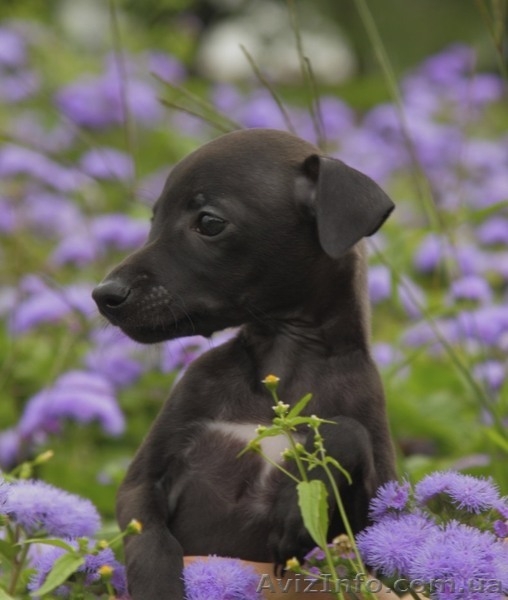 ПРОДАЕТСЯ ПЕРСПЕКТИВНЫЙ щенок левретки - <ro>Изображение</ro><ru>Изображение</ru> #4, <ru>Объявление</ru> #326669