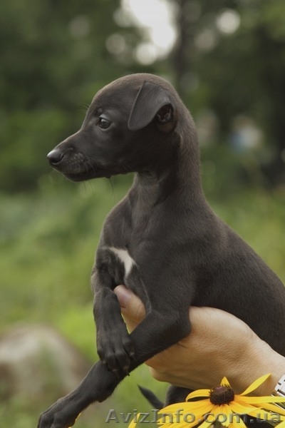 ПРОДАЕТСЯ ПЕРСПЕКТИВНЫЙ щенок левретки - <ro>Изображение</ro><ru>Изображение</ru> #3, <ru>Объявление</ru> #326669