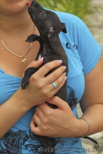 ПРОДАЕТСЯ ПЕРСПЕКТИВНЫЙ щенок левретки - <ro>Изображение</ro><ru>Изображение</ru> #10, <ru>Объявление</ru> #326669