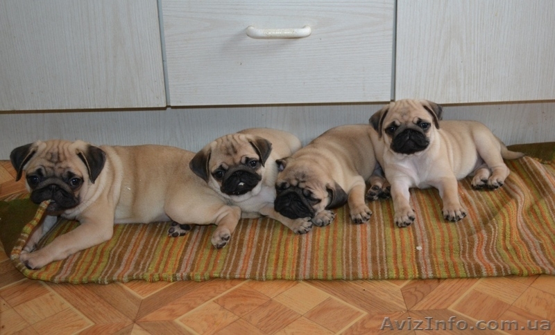 Мопс. Родословная КСУ - <ro>Изображение</ro><ru>Изображение</ru> #1, <ru>Объявление</ru> #360052