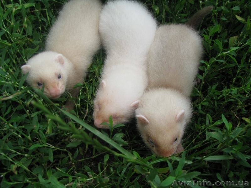 фретки паастель-шампань и альбинос - <ro>Изображение</ro><ru>Изображение</ru> #4, <ru>Объявление</ru> #365590