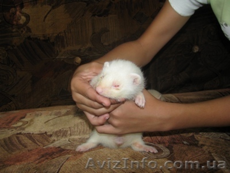 фретки паастель-шампань и альбинос - <ro>Изображение</ro><ru>Изображение</ru> #5, <ru>Объявление</ru> #365590