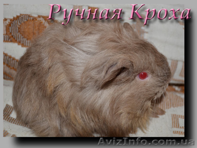 Морская свинка, шелти, самка, лиловый/шафран - <ro>Изображение</ro><ru>Изображение</ru> #2, <ru>Объявление</ru> #341160