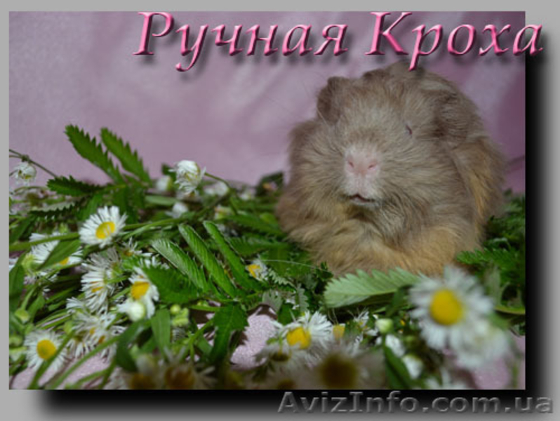 Морская свинка, шелти, самка, лиловый/шафран - <ro>Изображение</ro><ru>Изображение</ru> #1, <ru>Объявление</ru> #341160