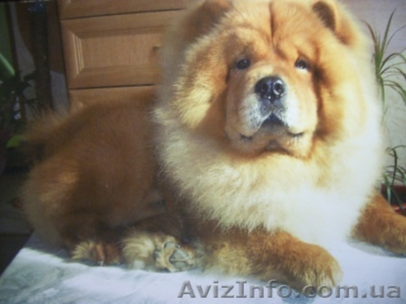 Щенки  Чау-Чау  от титулованных производителей. - <ro>Изображение</ro><ru>Изображение</ru> #2, <ru>Объявление</ru> #365067