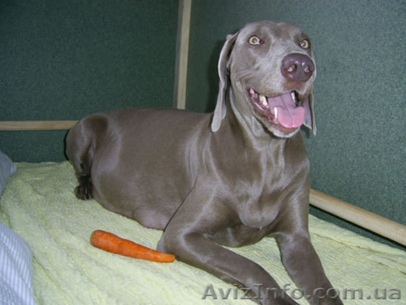 Передержка собак в Киеве, пансион для собак в квартире - <ro>Изображение</ro><ru>Изображение</ru> #1, <ru>Объявление</ru> #366100