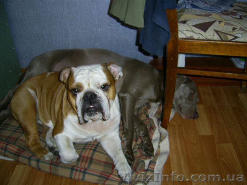 Передержка собак в Киеве, пансион для собак в квартире - <ro>Изображение</ro><ru>Изображение</ru> #3, <ru>Объявление</ru> #366100